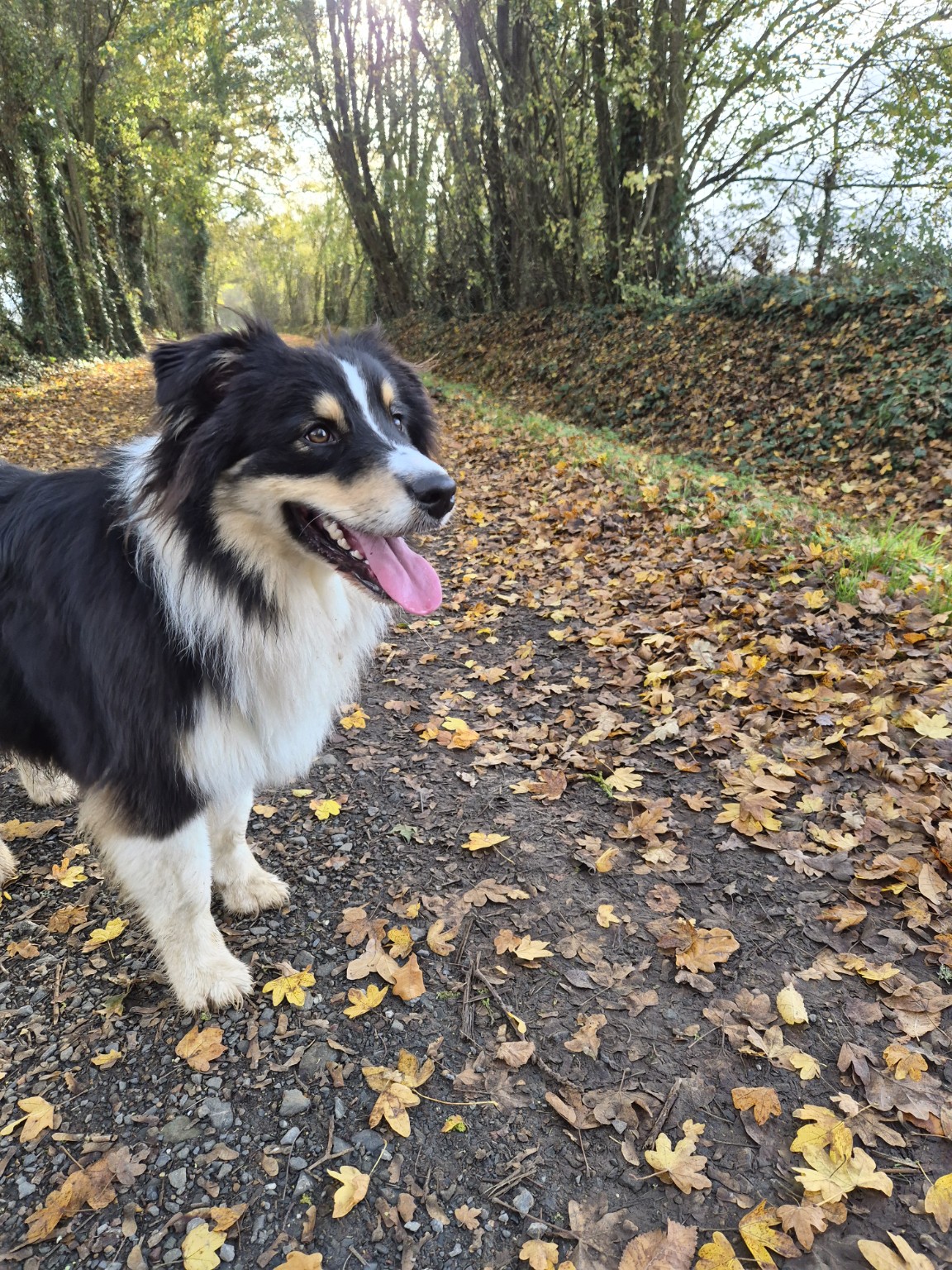 Vicci, berger australien, en promenade en forêt