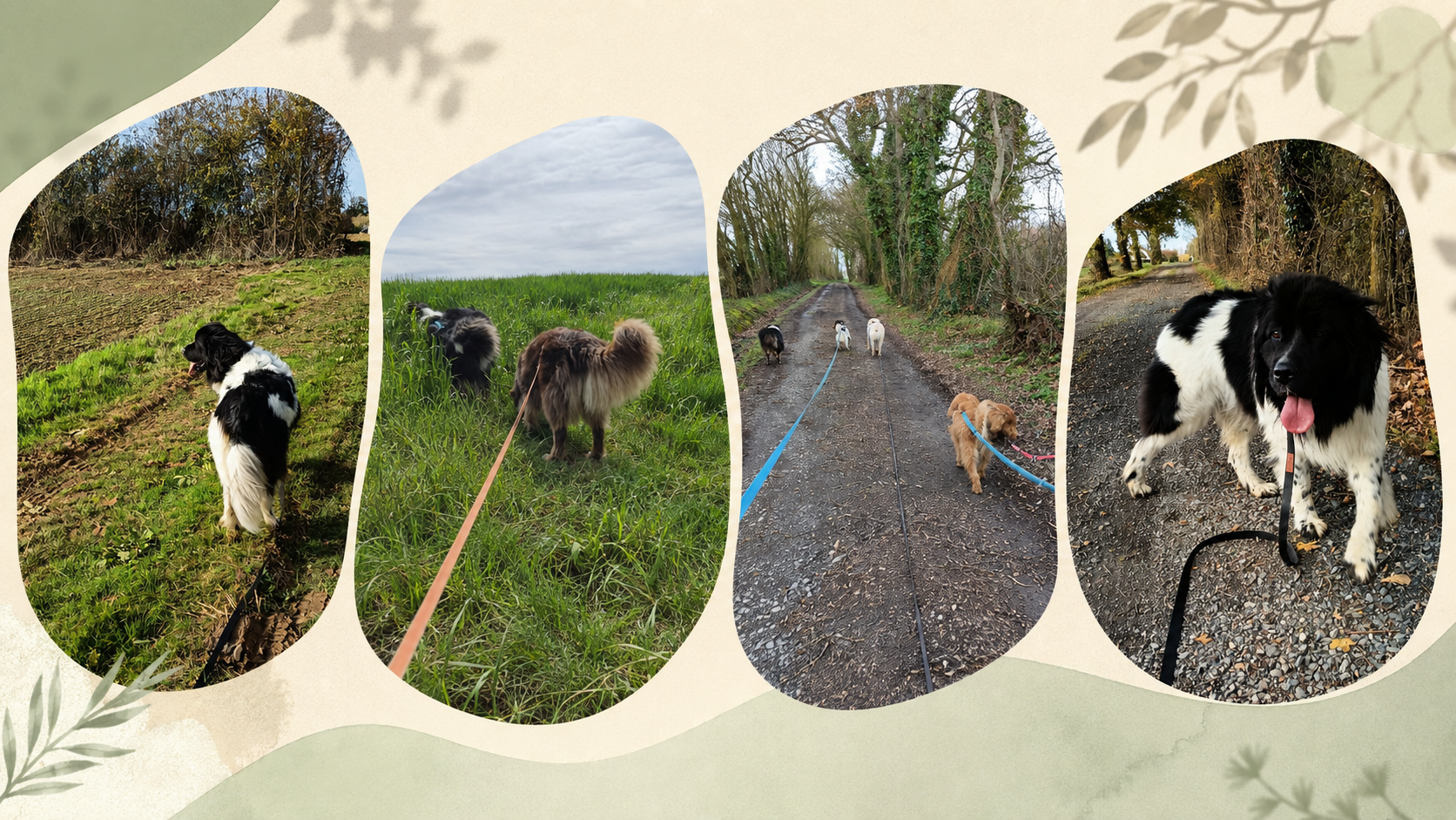 Différentes promenades individuelles de chiens avec Nounou et Compagnie