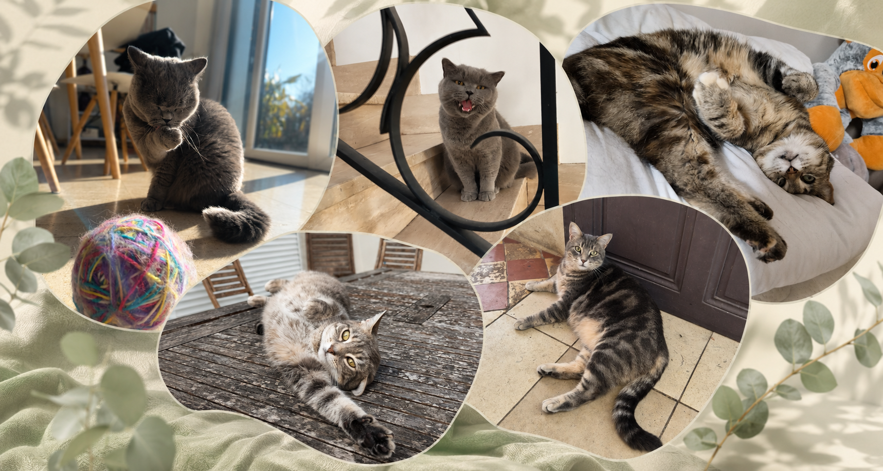 Quelques animaux accompagnés lors des visites à domicile pour chats de Nounou et Compagnie